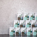 PLŪKT Nordic Green Organic Herbal Tea