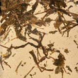 PLŪKT Nordic Black Organic Herbal Tea
